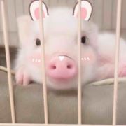 小猪吃不饱ovo