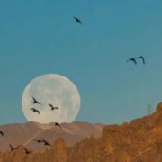 大梦想理应飞翔