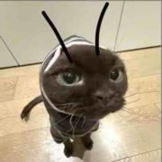 泪呆