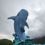 一个小叼毛