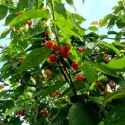 tcy~188495331