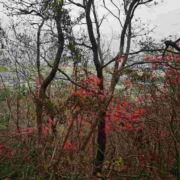 梅花也有春天678