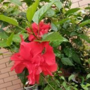 有女有子好好好