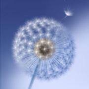 繁华落尽无言兮