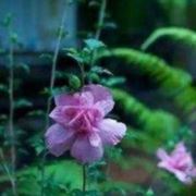 两个孩子的妈妈6