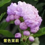 冰泪紫茉莉