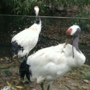 一九一九黄金眼