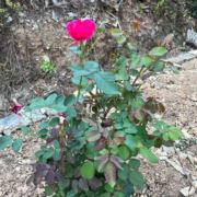 爱吃糖醋排骨啊