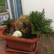 山中精灵盆中景