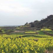 出差的香草拿铁