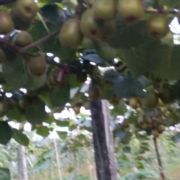 红心猕猴桃甜甜