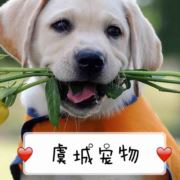 虞城宠物开发区