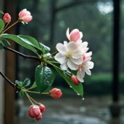 你看那石榴红了