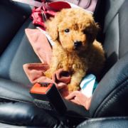 萌萌哒的小狗狗