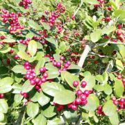 想瘦的胖子一枚