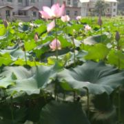 如果可以会怎样