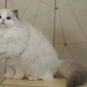 骑着蜗牛追着猪