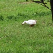 农家小院的瓜果蔬