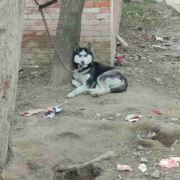 湖南好不好狗子