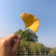 夏晓晓默