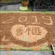 活在当下自家香榧