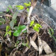 叶落归根回农村