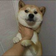 爱吃的大胖子
