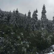 CT~4374739