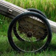 滨海新城一支草