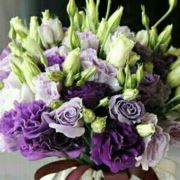 我的水漾夜茉莉