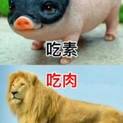 吃喝玩乐的坏男孩