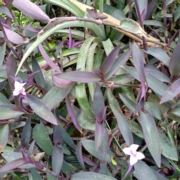 My是个刺拉婆婆