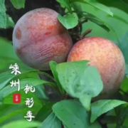 固执的我我我