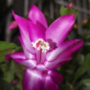 幸运的杯水之敬