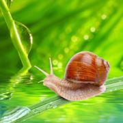 牵着蜗牛去散心