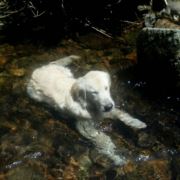 多情自古伤离别g