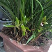 夕阳无限好520520