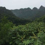 倾城之恋的那个