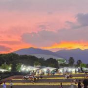 几度夕阳红630