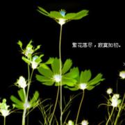月下浅笙歌