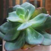 邻家女孩木子__李