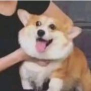 司马齐哒哒哒哒哒