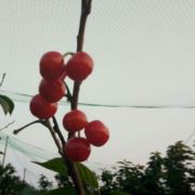 CT~7997173