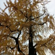 心不甘情不愿740