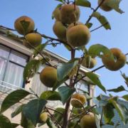 与世无争的章鱼