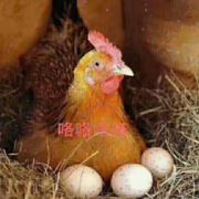 袁花老顽童