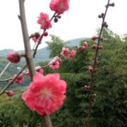 WX~9505826