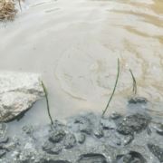 正宗临安山核桃