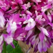 水镜月花818