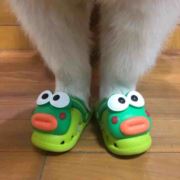 五分甜的芝士茉莉